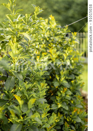 Laurel evergreen bushes 91015038