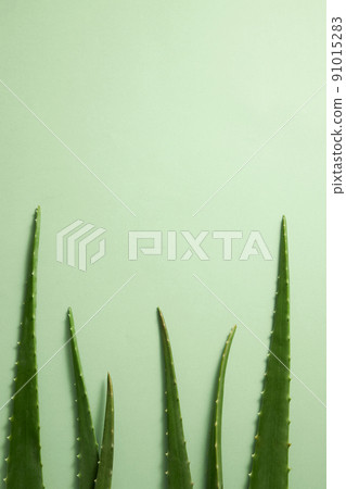 Top view of aloe vera for plants and flower research advertising , photography plants and flower content  91015283