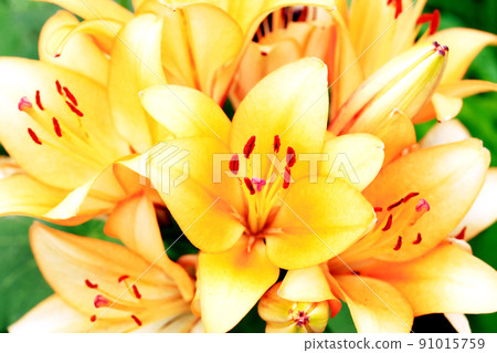 Yellow Lilies Background Yellow Lilies Background 91015759