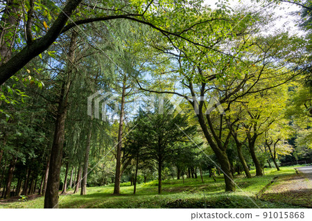 被寧靜包圍的秋季公園形象 91015868