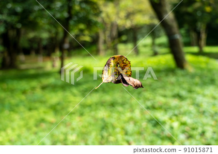 被寧靜包圍的秋季公園形象 91015871