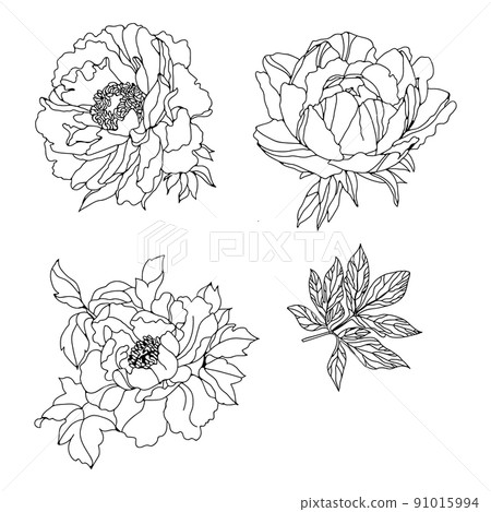 Set monochrome peonies. Vector illustration. Creative realistic drawing peony. Vintage paintings, postcard, background wallpaper. Interior decoration, textile. Set monochrome peonies. Vector illustration. Creative realistic drawing peony. Vintage paintings, postcard, background wallpaper. Interior decoration, textile. 91015994