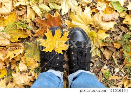 legs in black sneakers and blue jeans on a background of yellow maple leaves. Top view legs in black sneakers and blue jeans on a background of yellow maple leaves. Top view 91016164