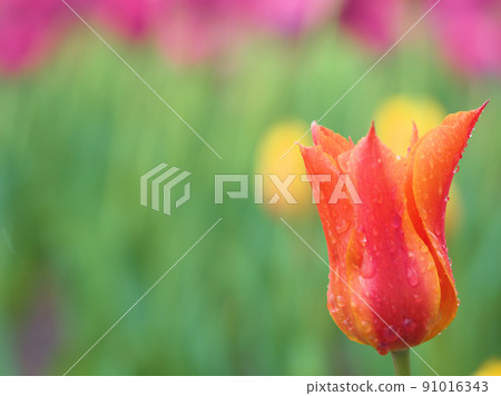 Tulip flower "Ballerina" that bloomed in May in the rain Tulip flower "Ballerina" that bloomed in May in the rain 91016343