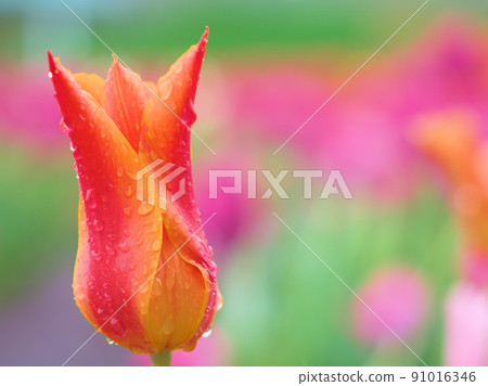 Tulip flower "Ballerina" that bloomed in May in the rain Tulip flower "Ballerina" that bloomed in May in the rain 91016346