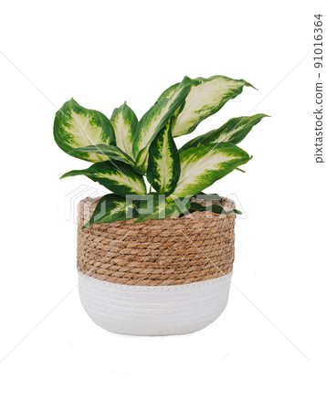 diffenbachia compacta, wicker flowerpot, isolated diffenbachia compacta, wicker flowerpot, isolated 91016364