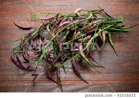 Purple radish fruit, pod radish Purple radish fruit, pod radish 91016833