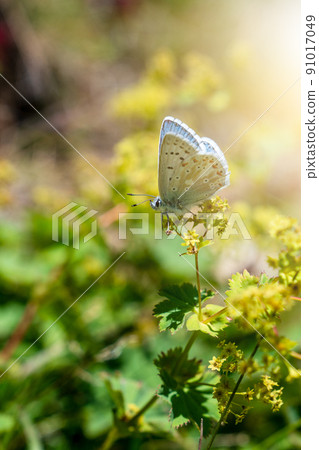 Butterfly in wild nature feeding on a green plant. Beautiful nature concept. Butterfly in wild nature feeding on a green plant. Beautiful nature concept. 91017049