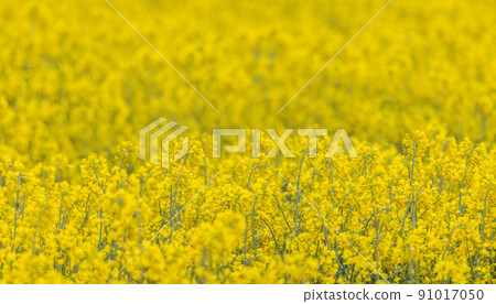 Yellow rapse field in summer, blooming field nature background, selective focus Yellow rapse field in summer, blooming field nature background, selective focus 91017050