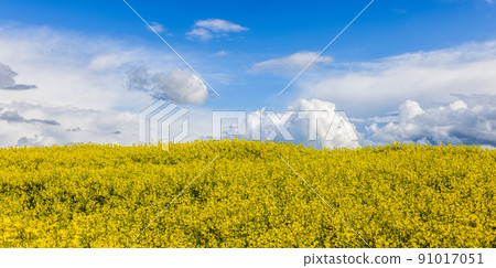 Yellow rapse field in summer, blooming field nature background, selective focus Yellow rapse field in summer, blooming field nature background, selective focus 91017051