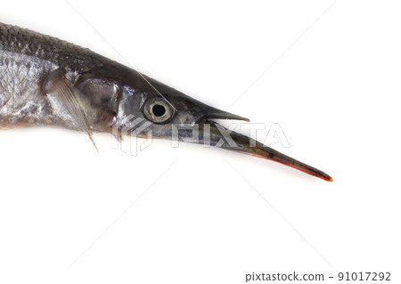 Garfish isolated on white Garfish isolated on white 91017292