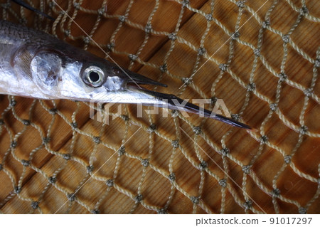 Garfish on net 91017297