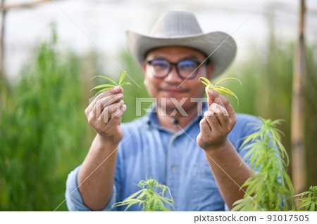 Young innovative farmer hands holding cannabis leave standing in greenhouse. Business agricultural cannabis farm 91017505