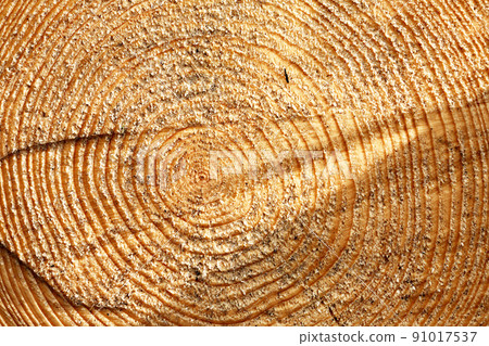 Cross-Section Of Tree 91017537