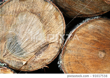 Cross-Section Of Tree 91017538