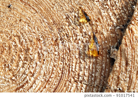 Cross-Section Of Tree Cross-Section Of Tree 91017541