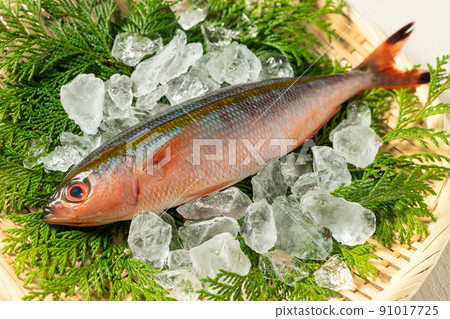 Fresh gurukun Fresh gurukun 91017725
