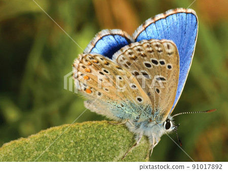 Gossamer-Winged Butterfly, Lycaenidae, Sierra de Guadarrama National Park, Spain Gossamer-Winged Butterfly, Lycaenidae, Sierra de Guadarrama National Park, Spain 91017892