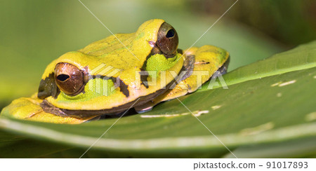 New Granada Cross-banded Tree Frog, Corcovado National Park, Costa Rica. New Granada Cross-banded Tree Frog, Corcovado National Park, Costa Rica. 91017893