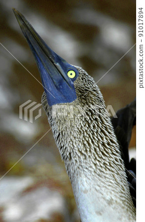 Blue-footed Booby, Galapagos National Park, Ecuador Blue-footed Booby, Galapagos National Park, Ecuador 91017894