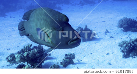 Humpback Wrasse, Red Sea, Egypt Humpback Wrasse, Red Sea, Egypt 91017895