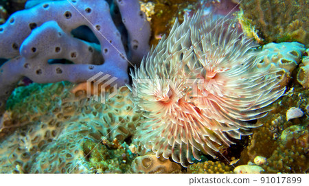 Feather Duster Worms, Bunaken National Marine Park, Indonesia 91017899