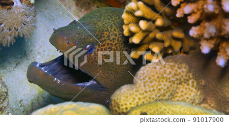 Giant moray, Red Sea, Egypt Giant moray, Red Sea, Egypt 91017900