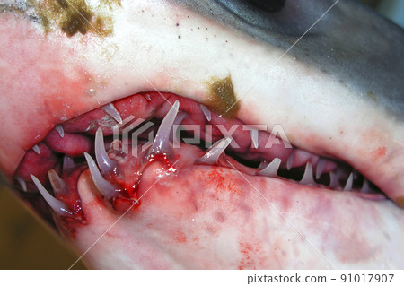 Shark Teeth, Mediterranean Sea, Spain 91017907