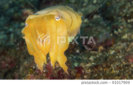 Cuttlefish, Lembeh, Indonesia 91017909