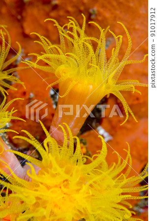 Encrusting Sea Anemone, Lembeh, Indonesia Encrusting Sea Anemone, Lembeh, Indonesia 91017912