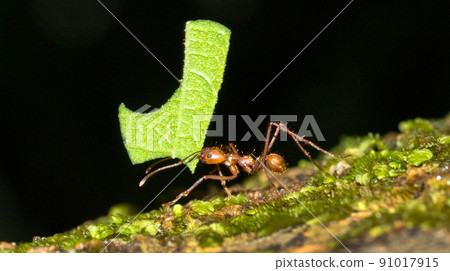 Leafcutter Ant, Marino Ballena National Park, Costa Rica Leafcutter Ant, Marino Ballena National Park, Costa Rica 91017915
