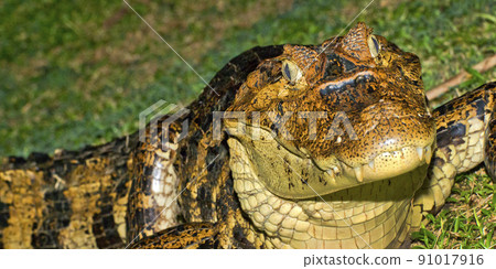 Spectacled Caiman, Tropical Rainforest, Costa Rica Spectacled Caiman, Tropical Rainforest, Costa Rica 91017916