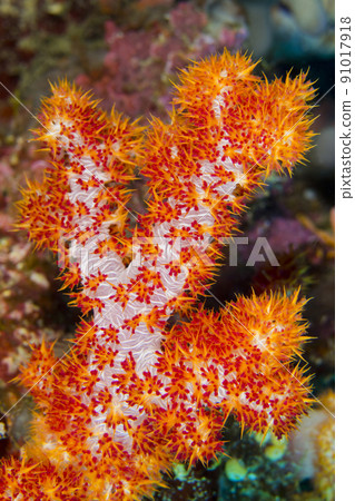 Multi-branched Trees Soft Coral, Bunaken National Marine Park,Indonesia Multi-branched Trees Soft Coral, Bunaken National Marine Park,Indonesia 91017918