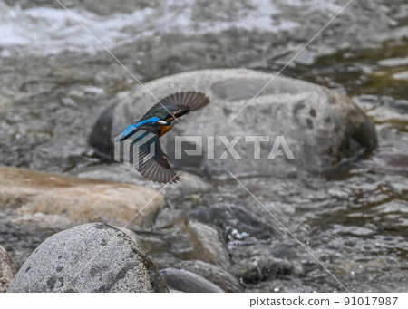 Kingfisher Kingfisher 91017987