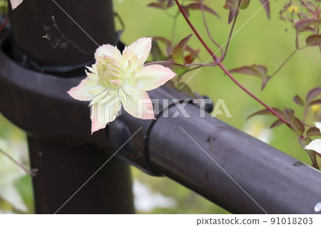 Landscape of Tessen flowers with light pink and white petals Landscape of Tessen flowers with light pink and white petals 91018203