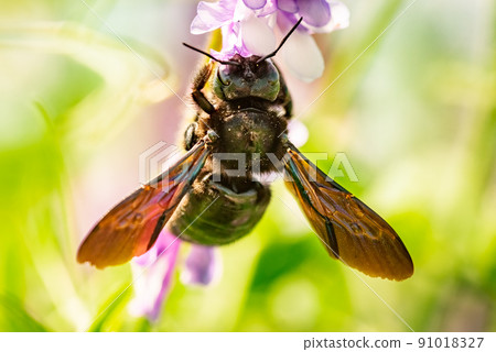 Violet Carpenter bee Xylocopa violacea pollinates a purple flower on a field. 91018327
