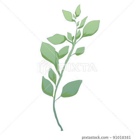 Sweet marjoram [aroma] 91018381