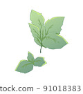 薄荷 91018383