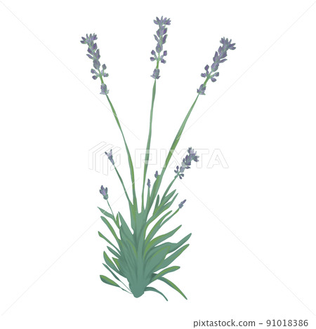 lavender lavender 91018386