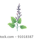 鼠尾草 91018387