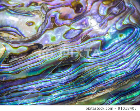 Macro view of the New Zealand Paua shell (Haliotis Iris) 91018403
