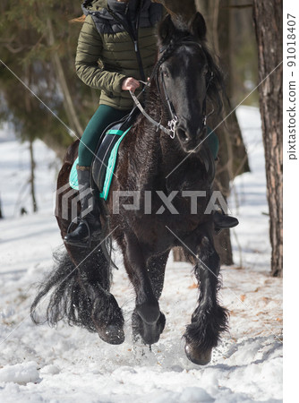 A winter forest. A person riding a dark brown horse 91018407
