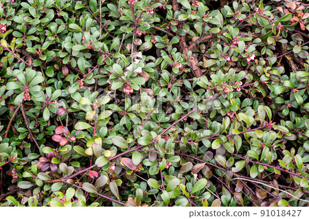 Plant with medicinal properties. Leaves Arctostaphylos uva-ursi 91018427