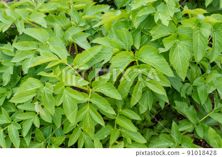 Spring Leaves of Angelica archangelica plant. Medicinal plant 91018428