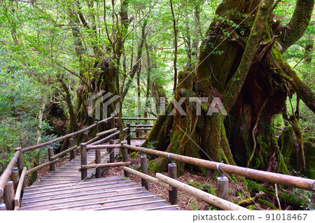 Yakushima Yakusugi Land 91018467