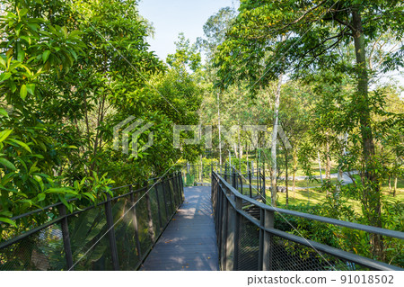 Titiwangsa Range located at the highest point of the Titiwangsa Lake Park, it planted with forest trees, tree ferns, spikemoss and grasses. 91018502
