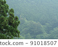Forest on the slope along the mountain in Oyama, Kanagawa Prefecture 91018507