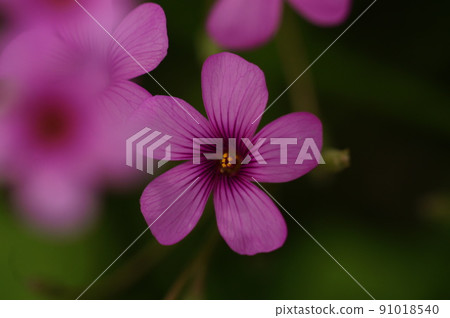 Pink-sorrel that blooms brilliantly in deep pink Pink-sorrel that blooms brilliantly in deep pink 91018540
