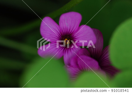 Pink-sorrel flowers bloom beyond the heart-shaped leaves 91018541