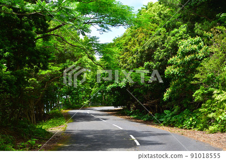 屋久島西部森林公路 屋久島西部森林公路 91018555